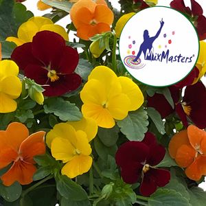 Bild von Viola P12 Klbl XXL Trio Madrid